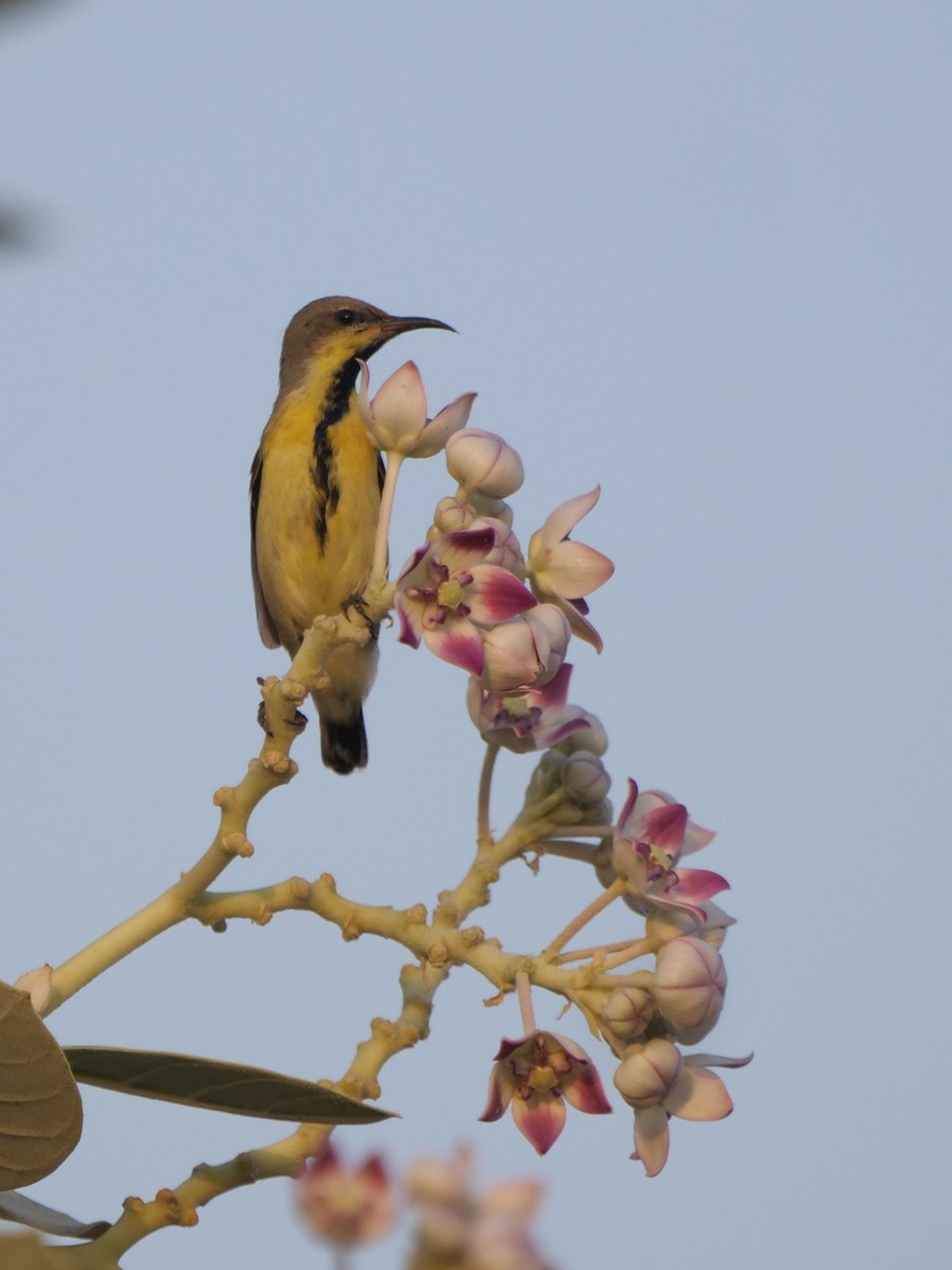 Purple Sunbird - ML643686072