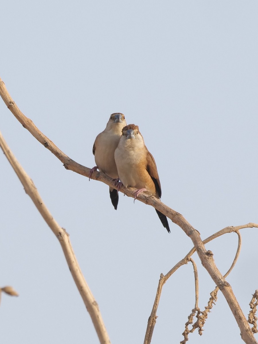 indiasølvnebb - ML643686077