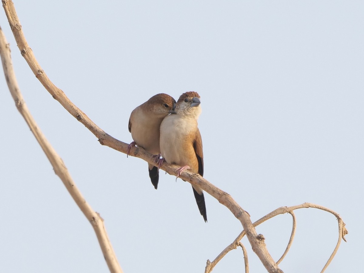 indiasølvnebb - ML643686078