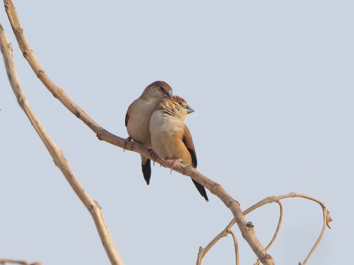 indiasølvnebb - ML643686080