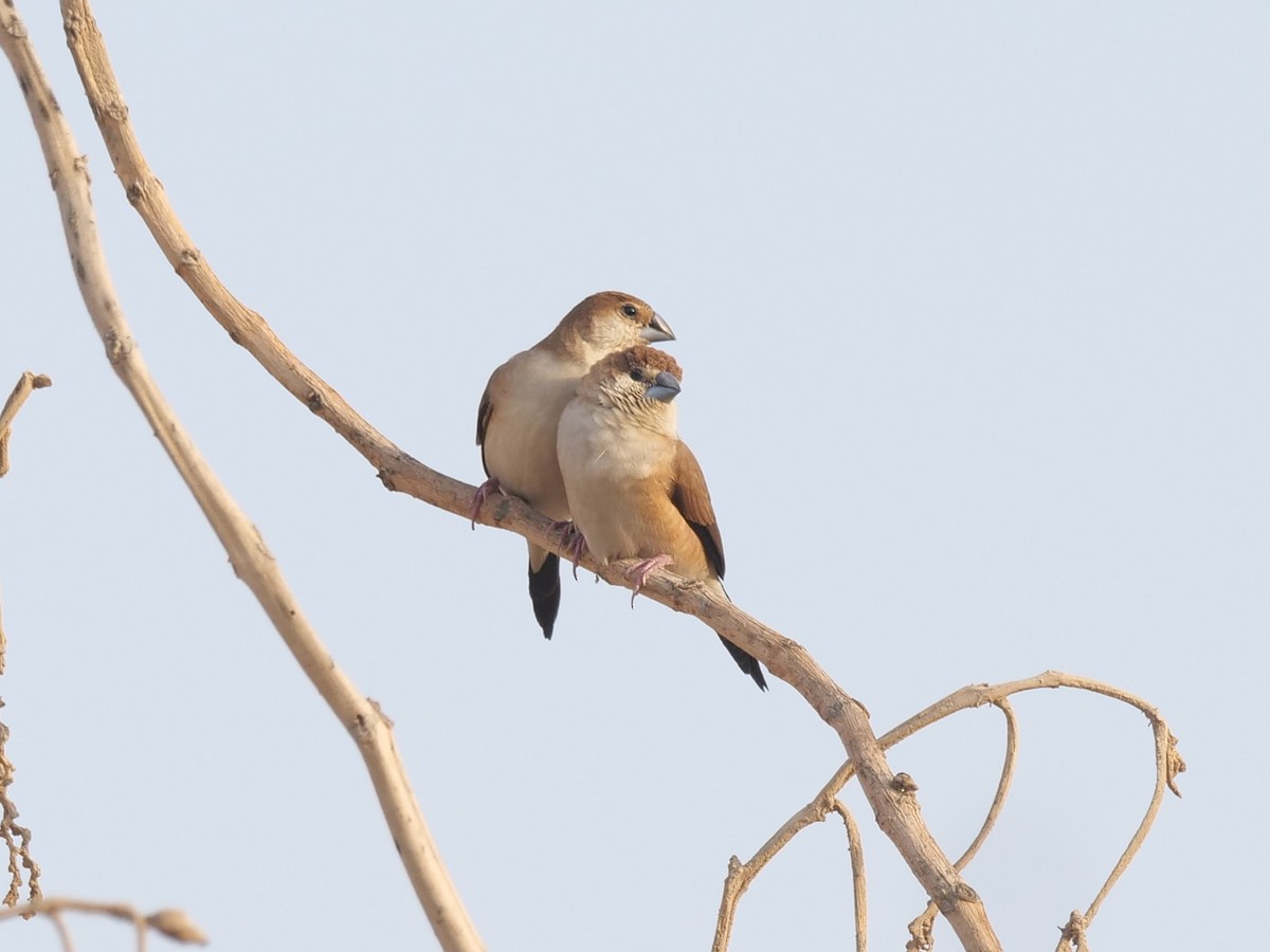 indiasølvnebb - ML643686082