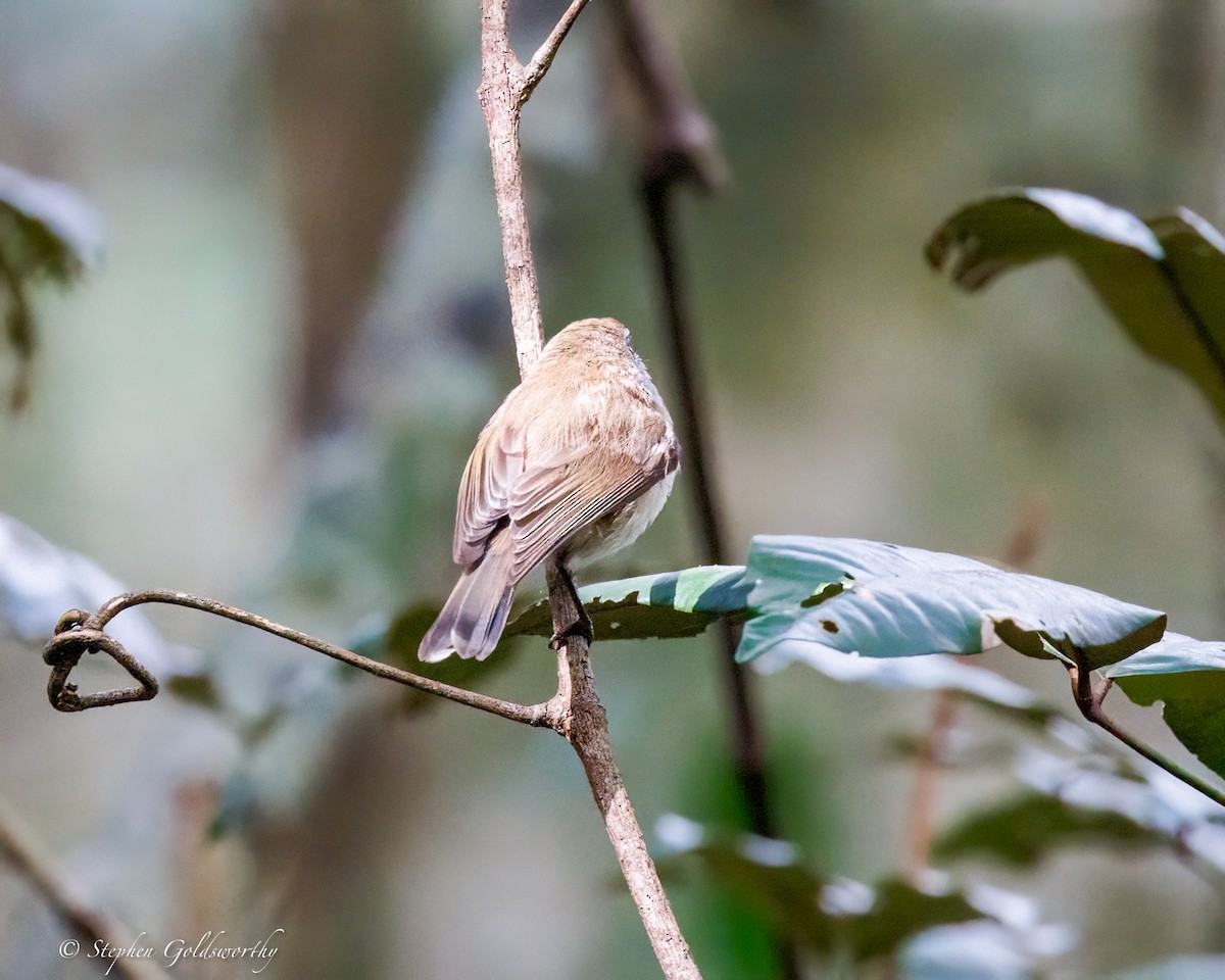 brungerygone - ML643686119