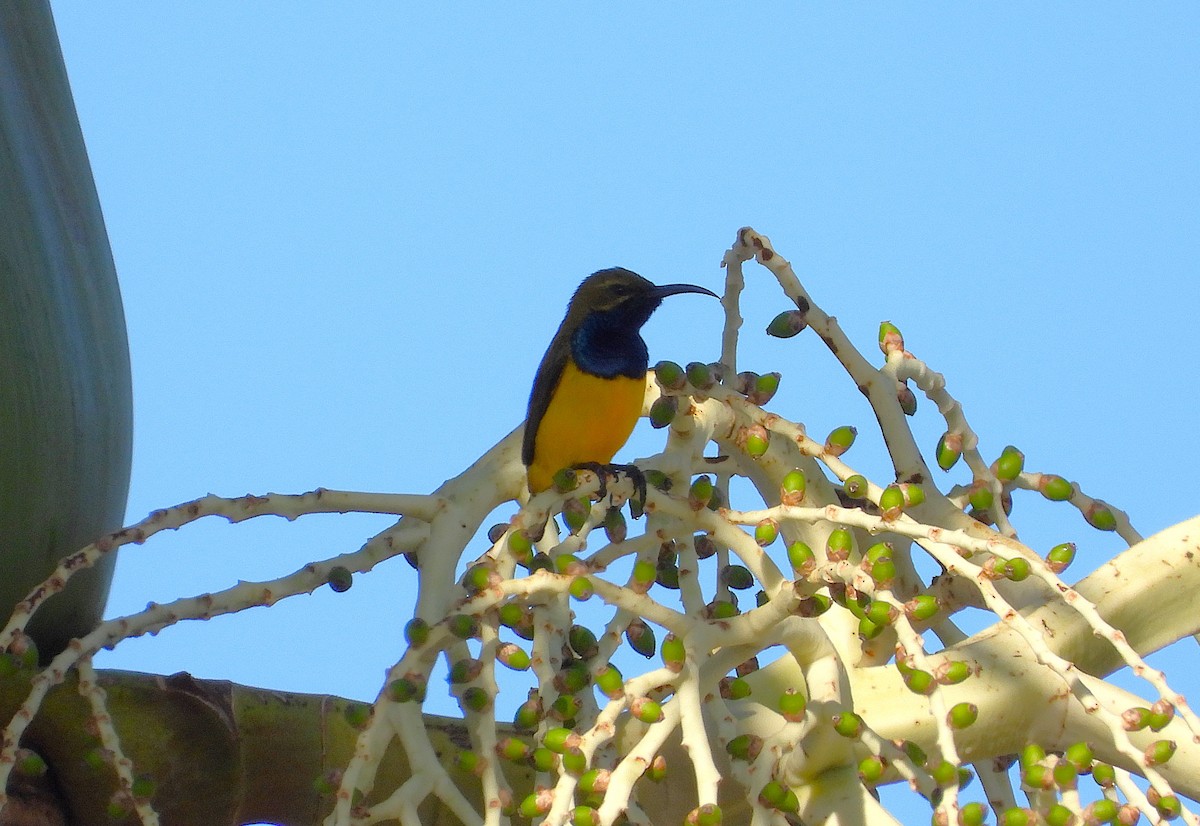 Sahul Sunbird - ML643686140