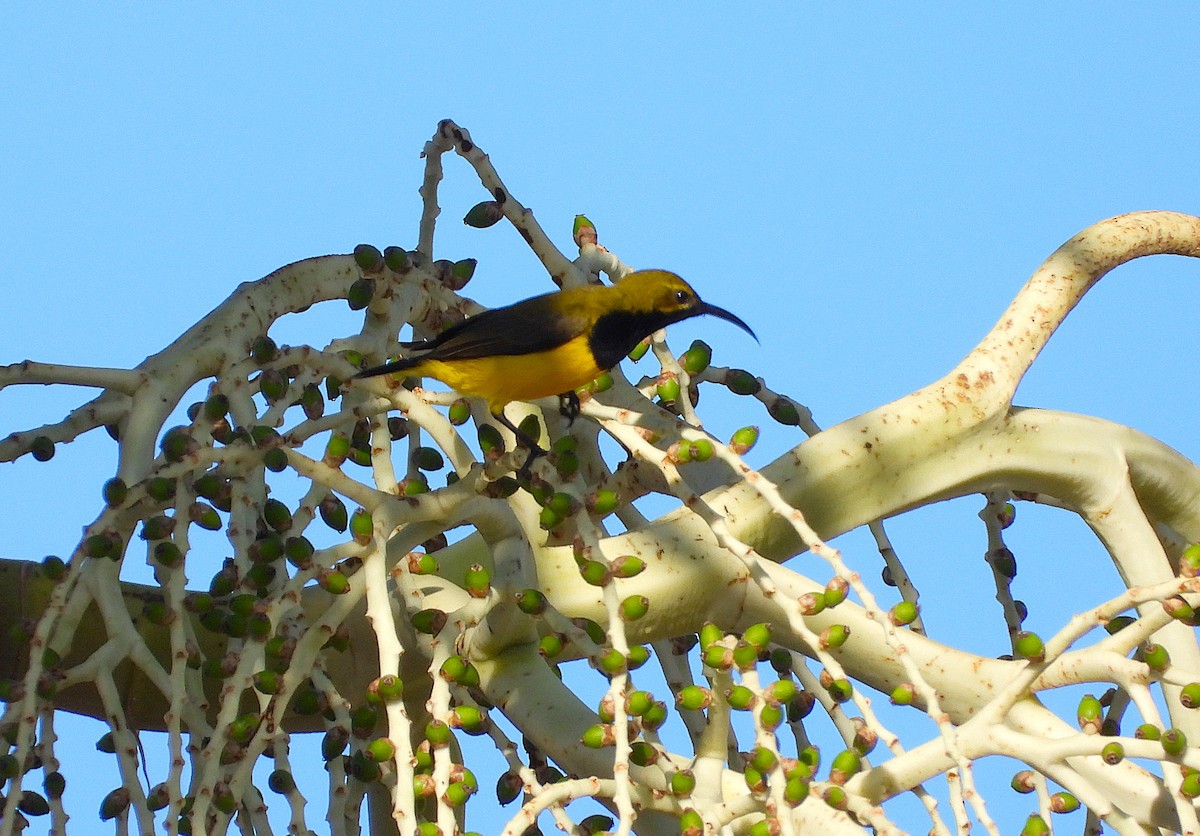 Sahul Sunbird - ML643686142