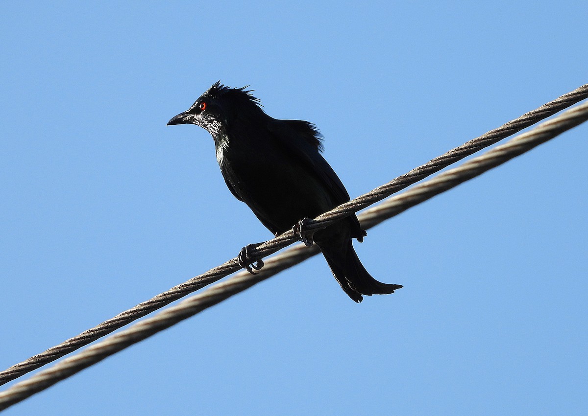 Metallic Starling - ML643686159