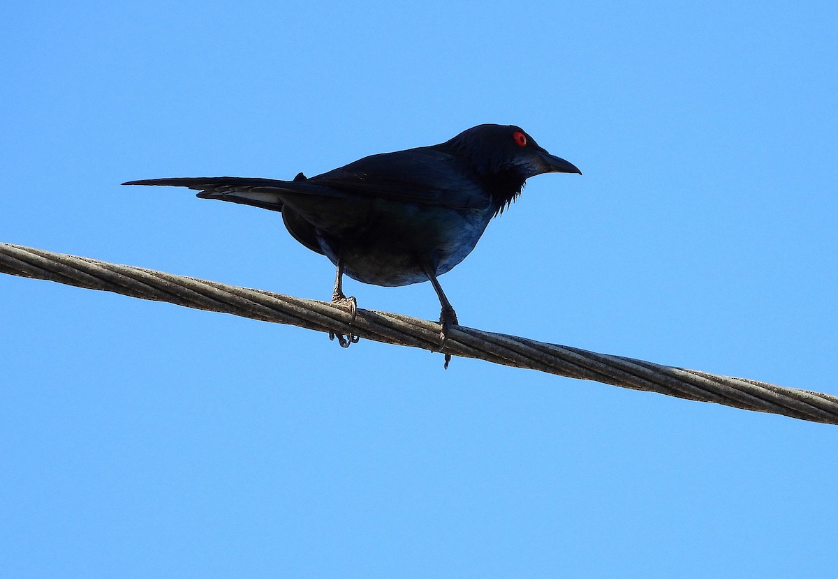 Metallic Starling - ML643686160