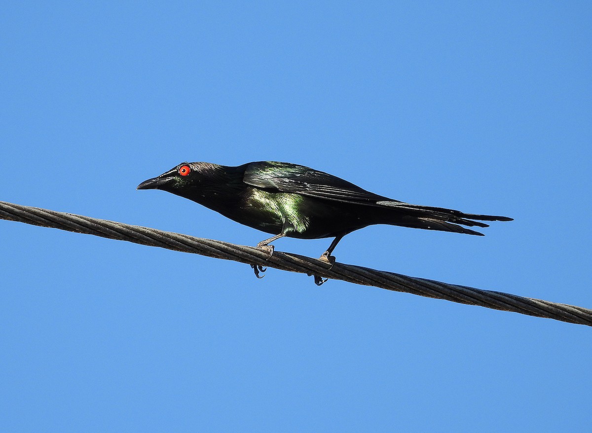 Metallic Starling - ML643686161