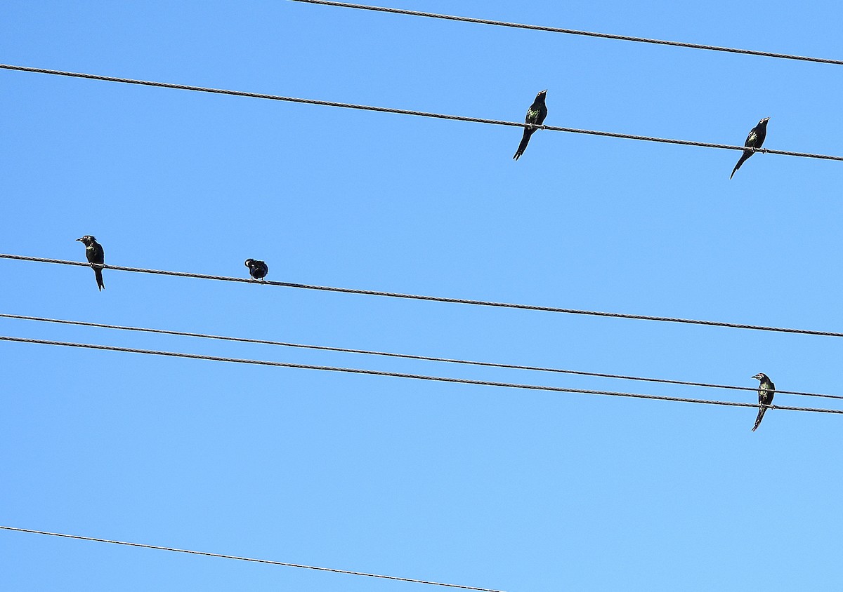 Metallic Starling - ML643686162