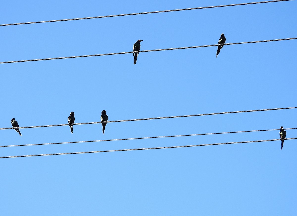 Metallic Starling - ML643686163