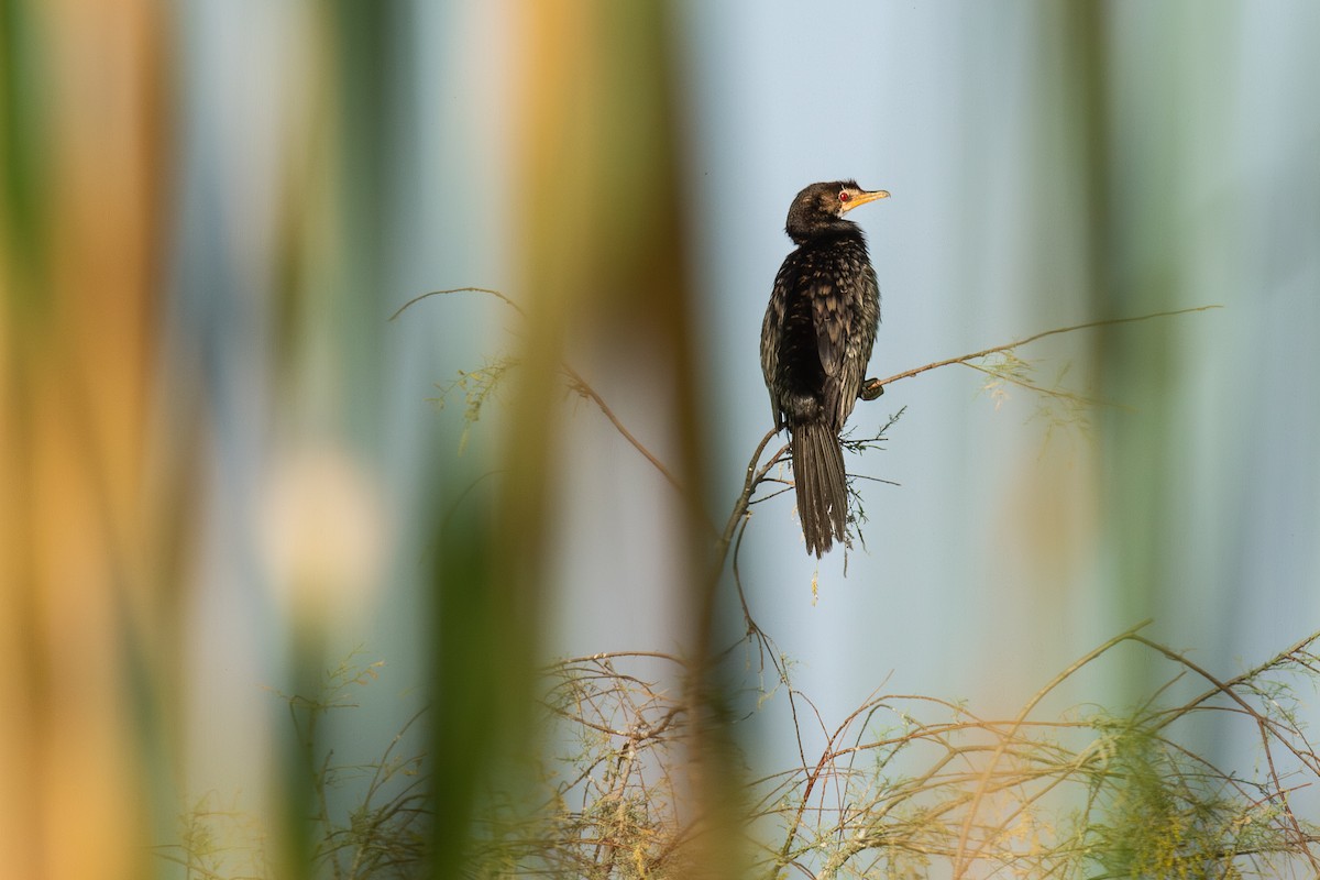 Reed Cormorant - ML643686164