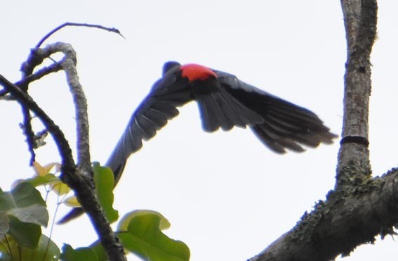 Red-rumped Cacique - ML643686181