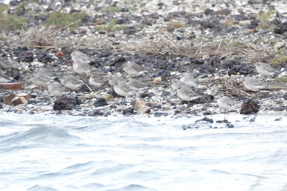 Black-bellied Plover - ML643686198