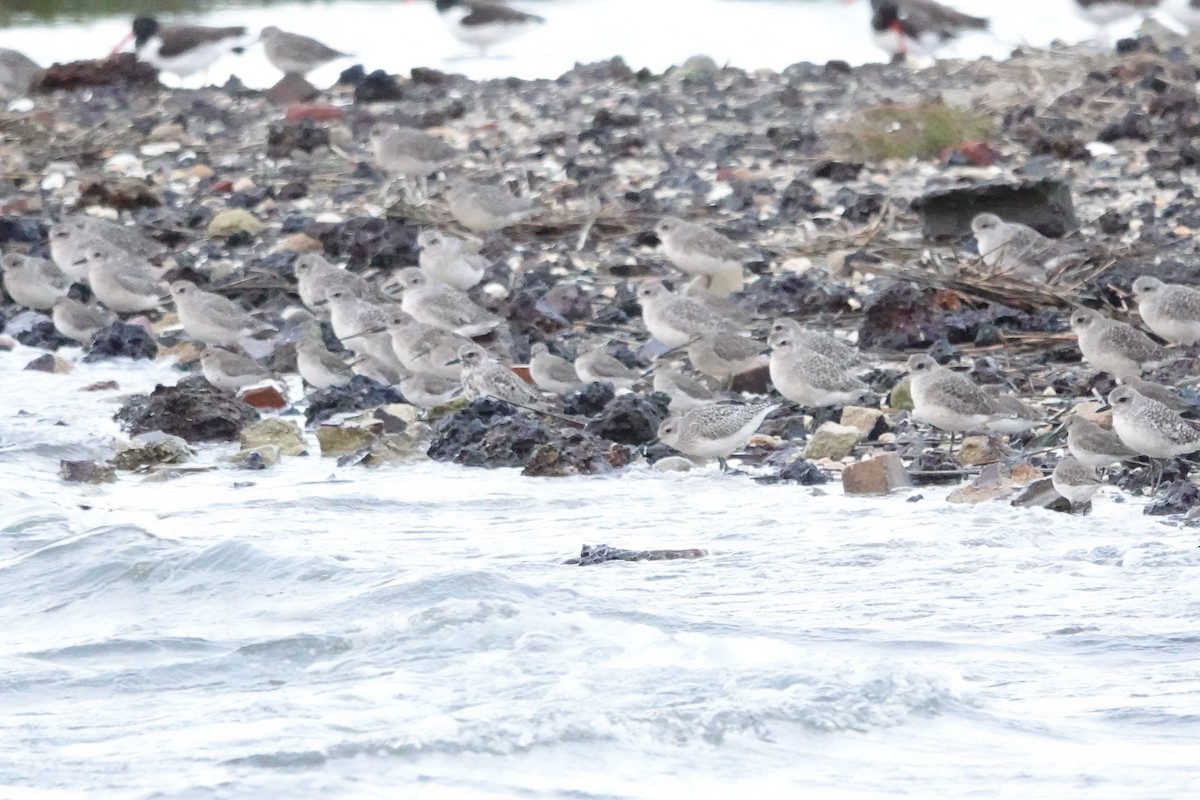 Black-bellied Plover - ML643686199