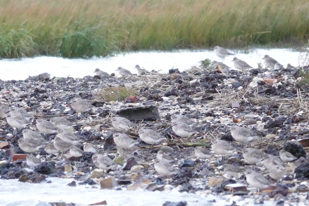 Black-bellied Plover - ML643686200