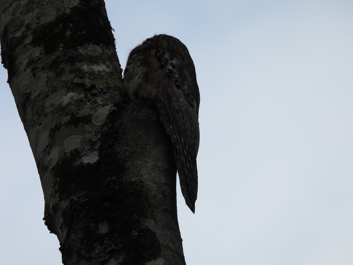 Common Potoo - ML643686202