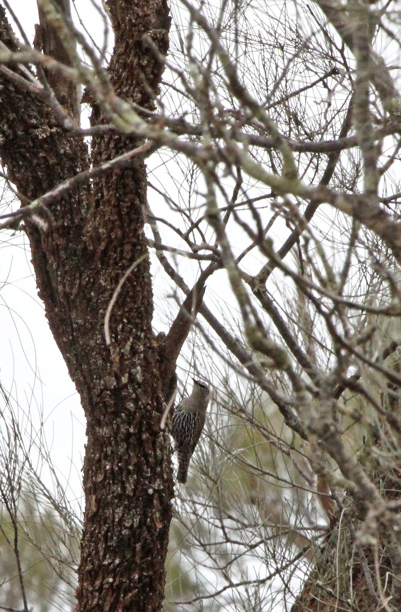 White-browed Treecreeper - ML643686218