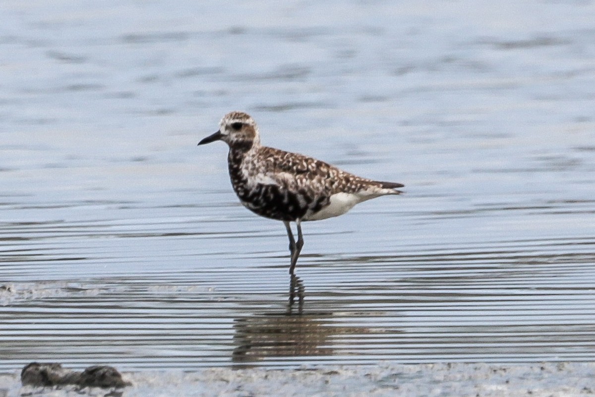 Black-bellied Plover - ML643686232
