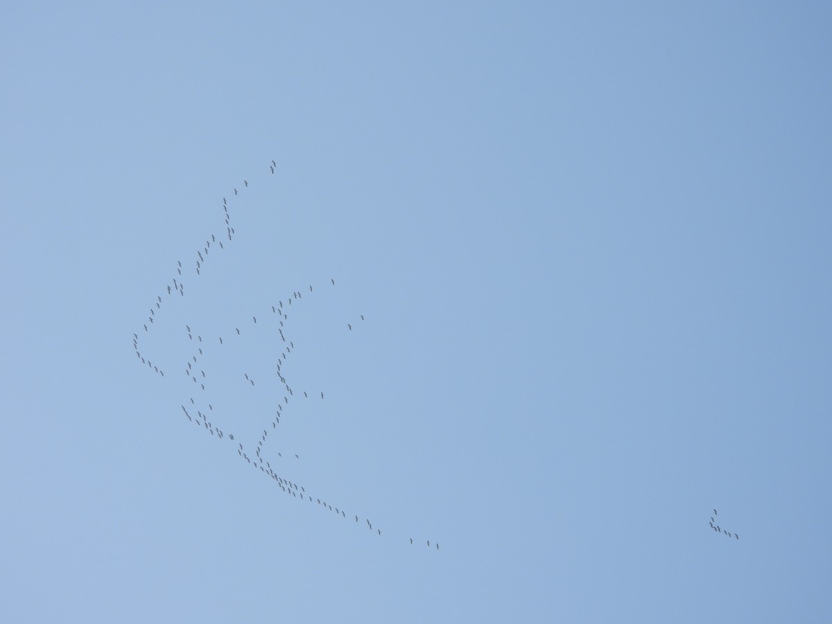 Demoiselle Crane - ML643686241