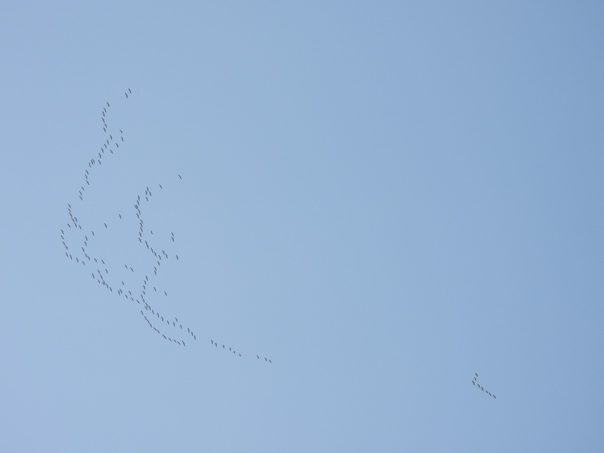 Demoiselle Crane - ML643686242