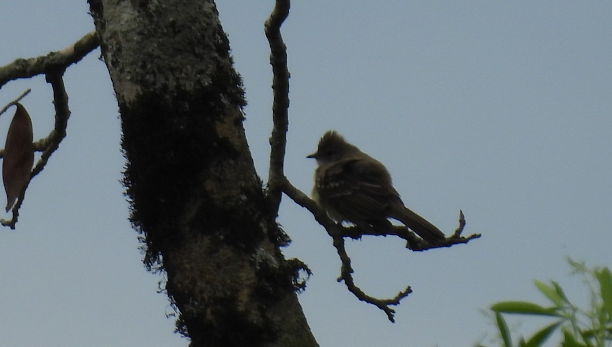 Large Elaenia - ML643686243