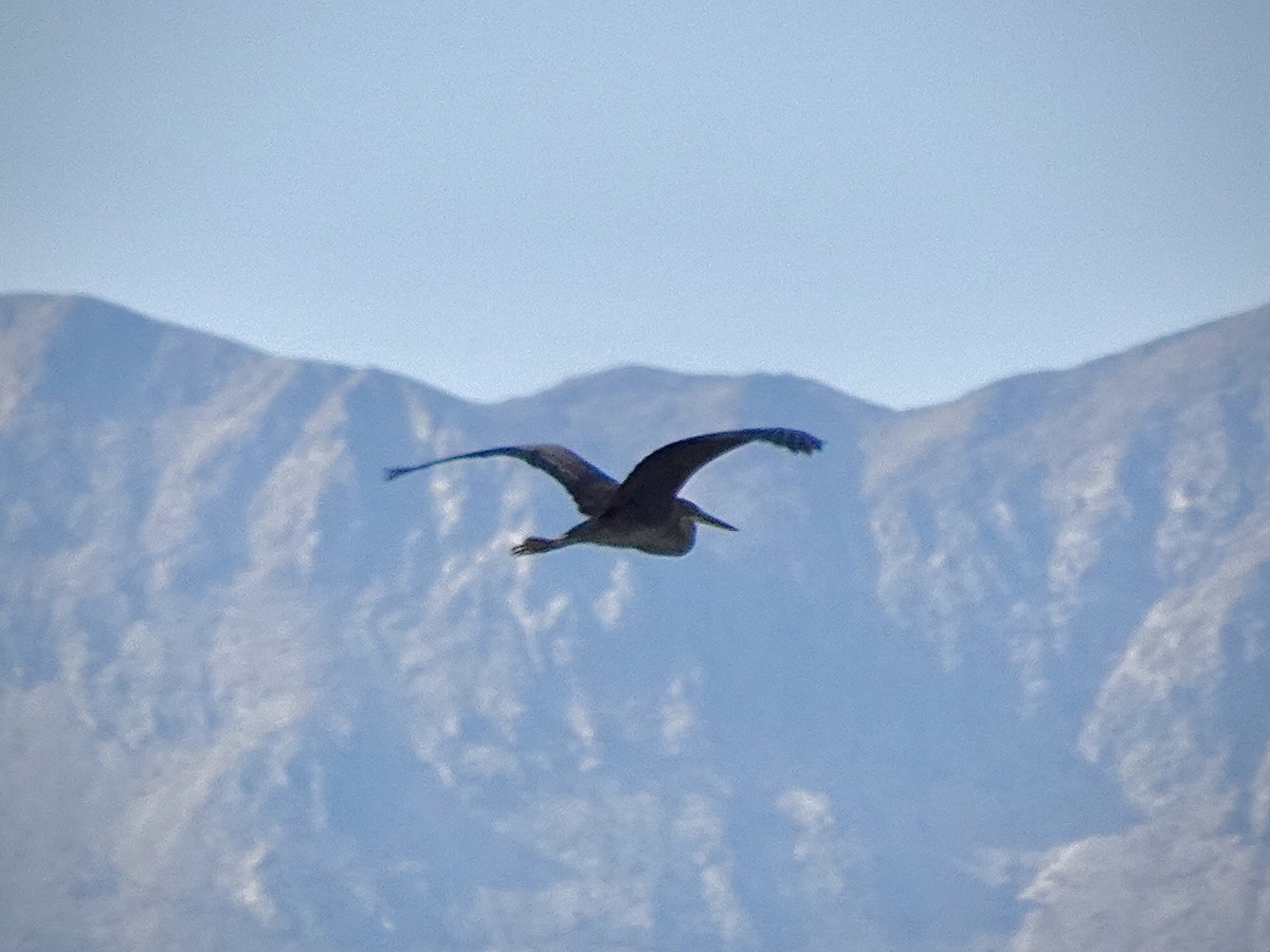 Purple Heron - ML643686256