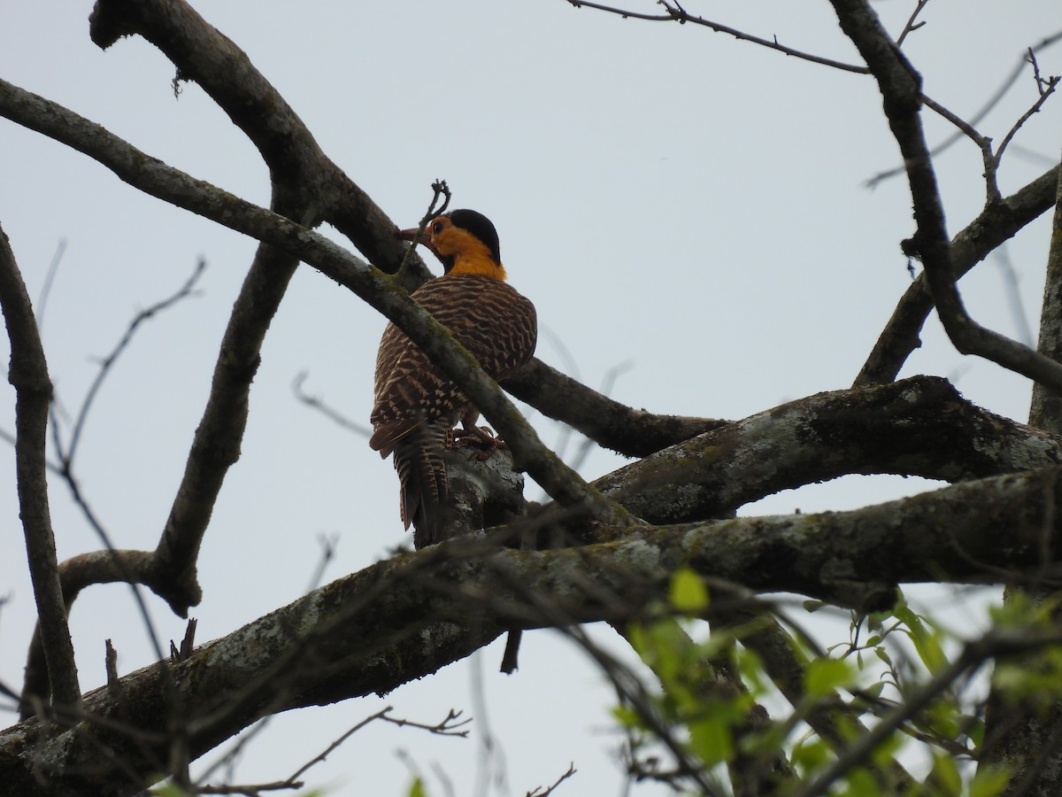 Campo Flicker - ML643686273