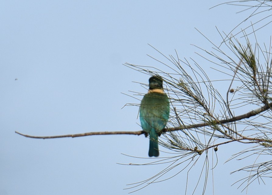 Sacred Kingfisher - ML643686274