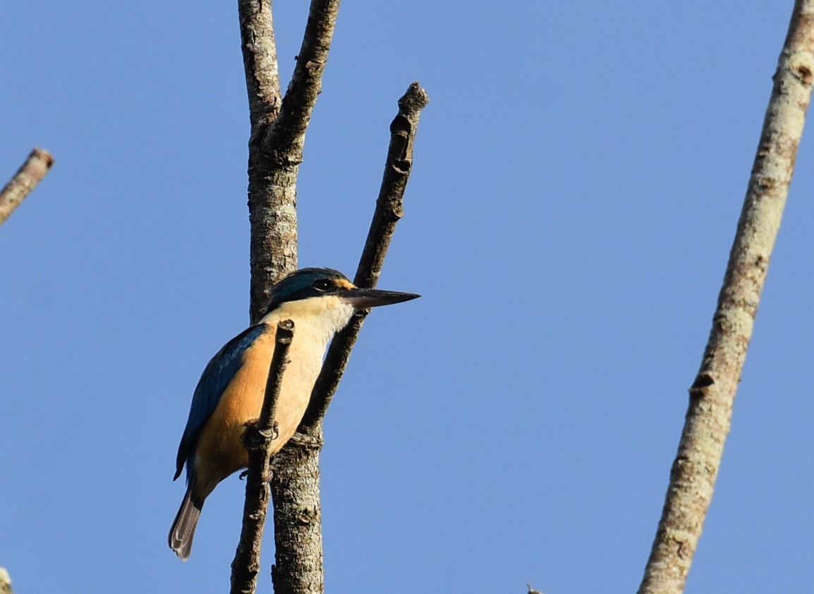 Sacred Kingfisher - ML643686275