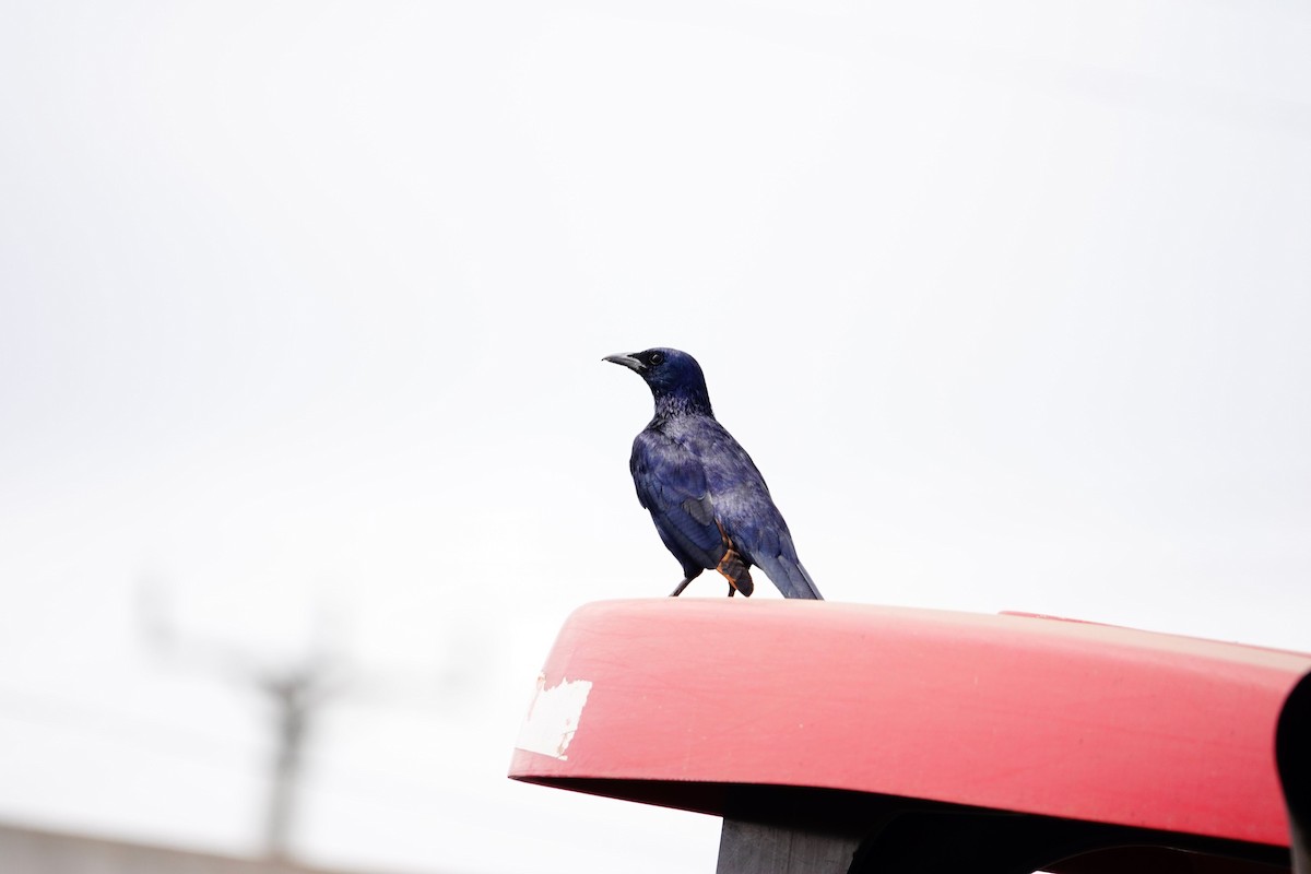 Red-winged Starling - ML643686283