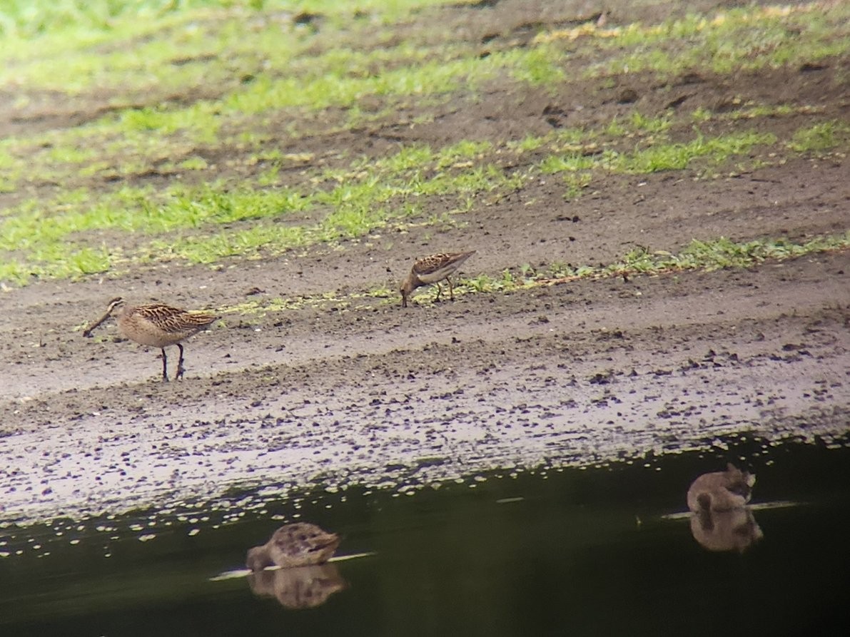 Long-billed Dowitcher - ML643686292