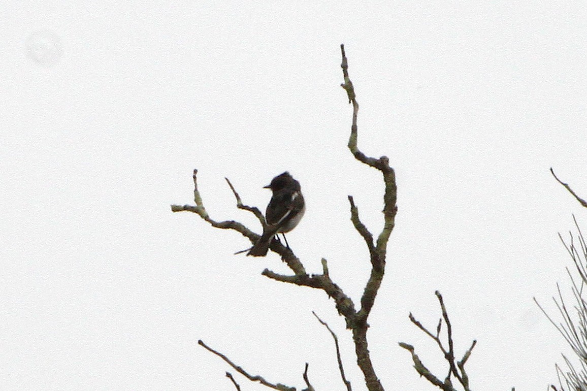 Hooded Robin - ML643686298