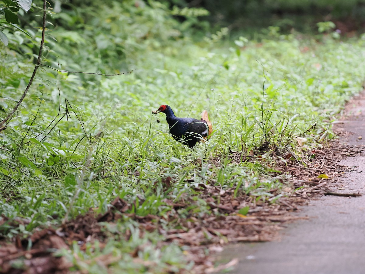 Malayan Crestless Fireback - ML643686303
