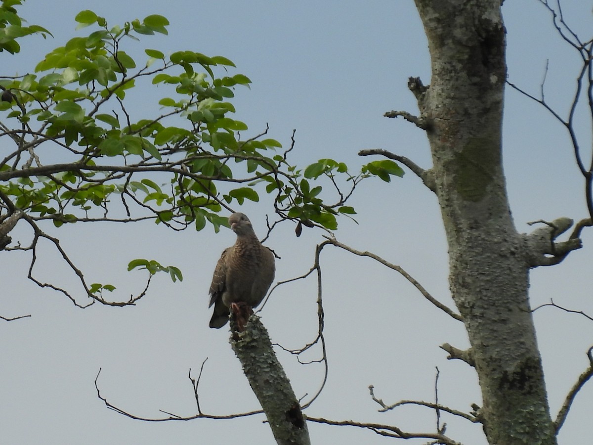 Eared Dove - ML643686305