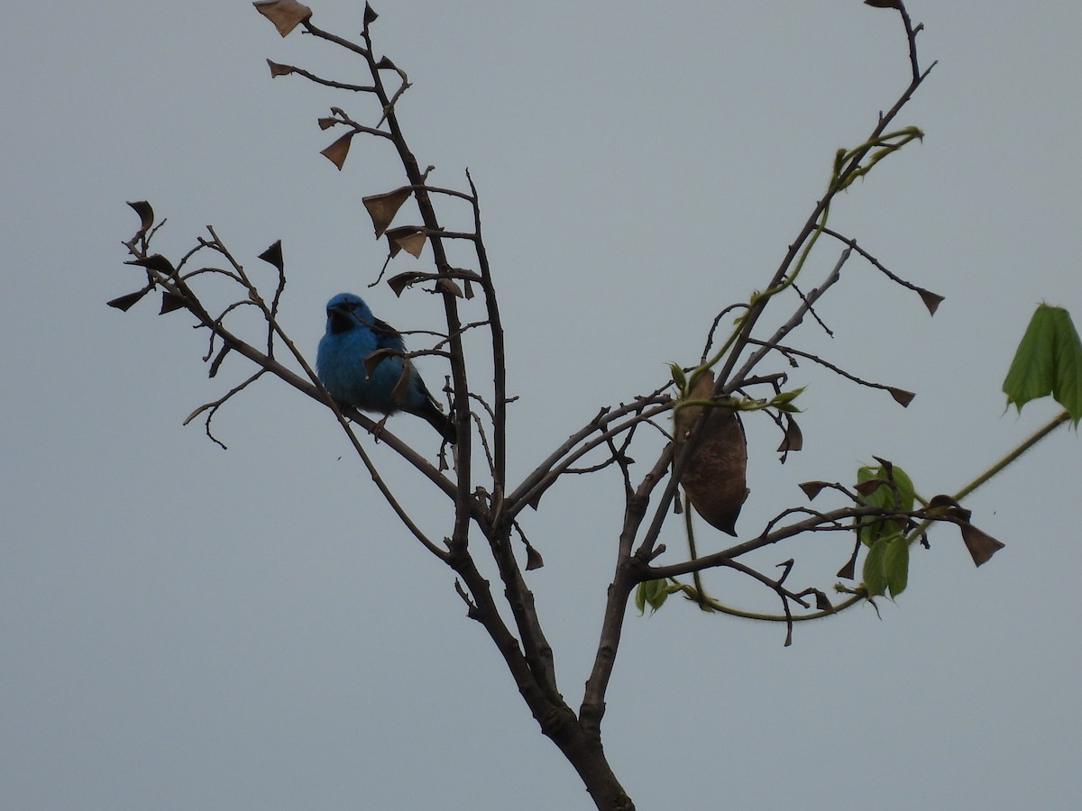 Blue Dacnis - ML643686329