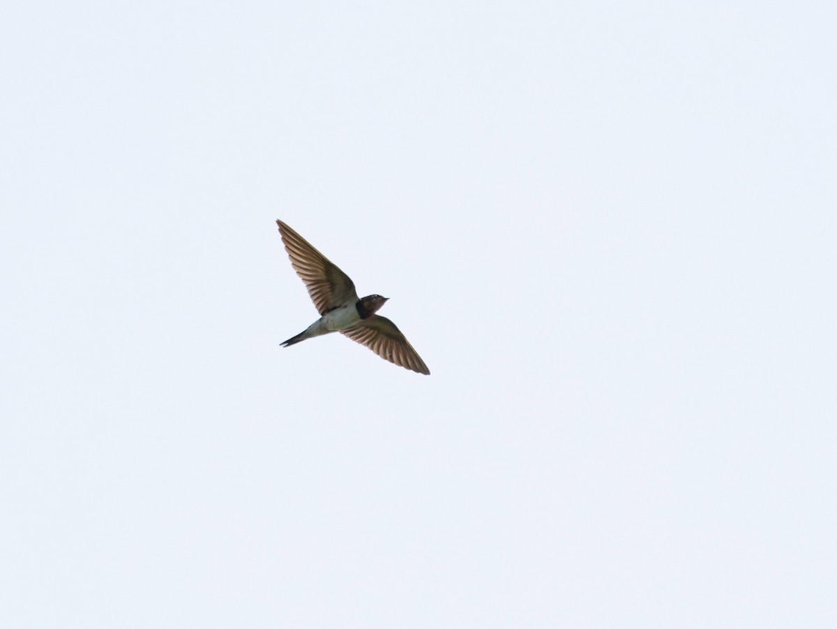 Barn Swallow - ML643686330