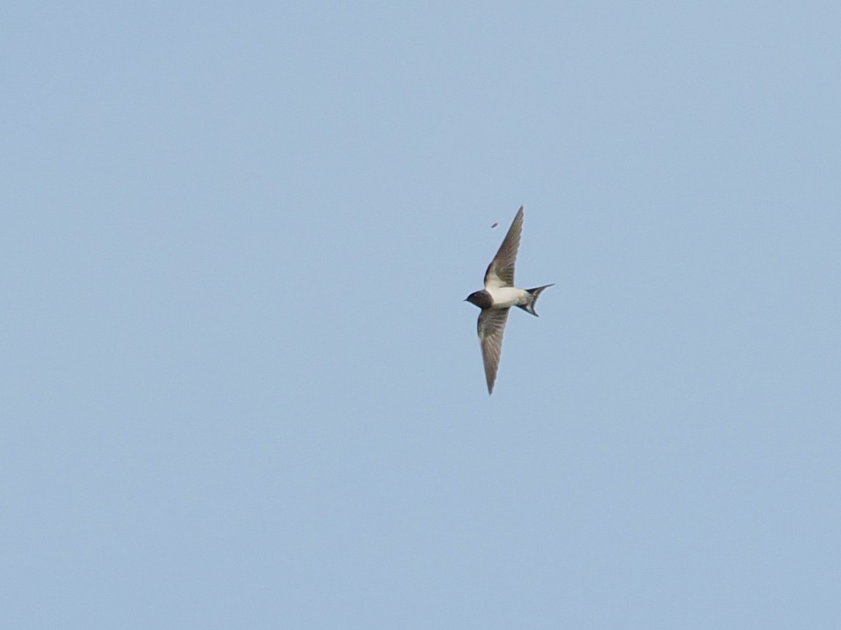 Barn Swallow - ML643686331