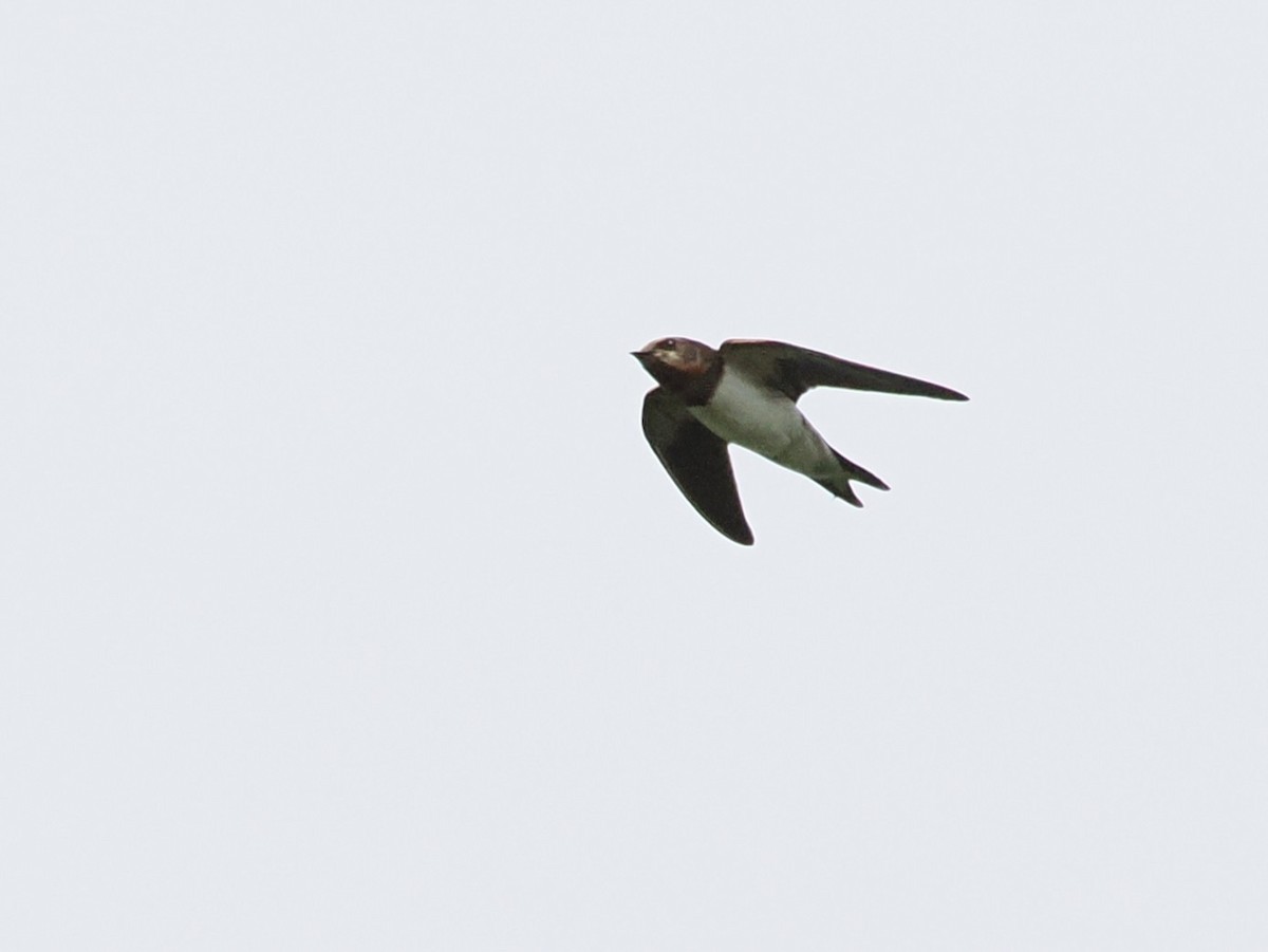 Barn Swallow - ML643686336