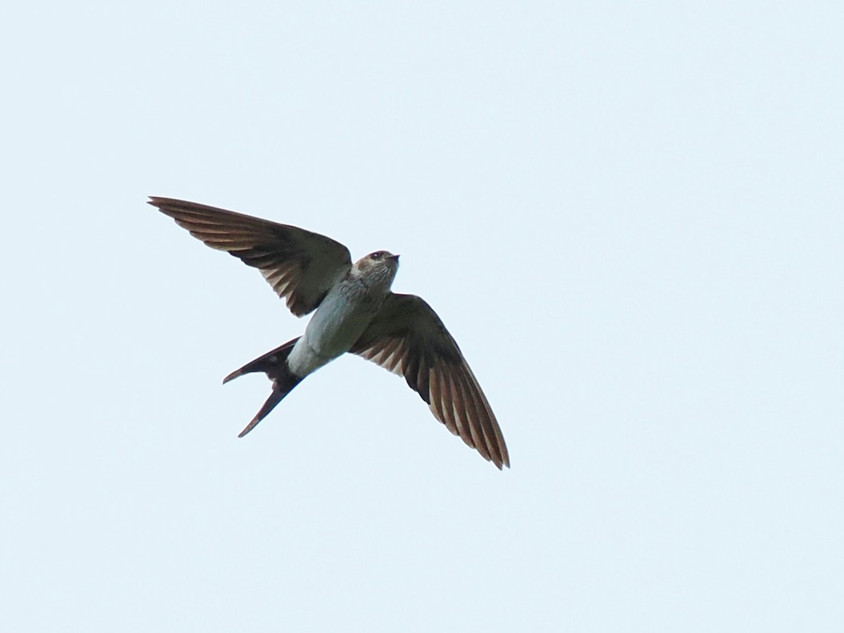 Eastern Red-rumped Swallow - ML643686338
