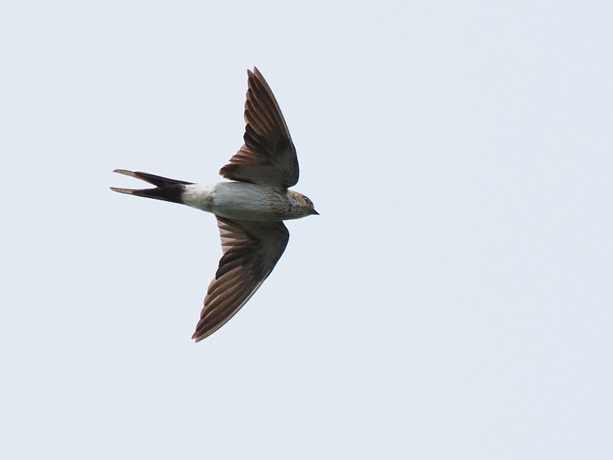 Eastern Red-rumped Swallow - ML643686339