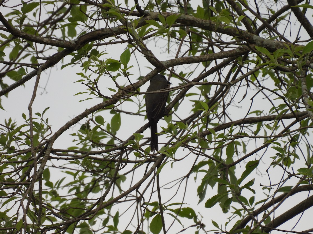 Rufous-capped Motmot - ML643686347