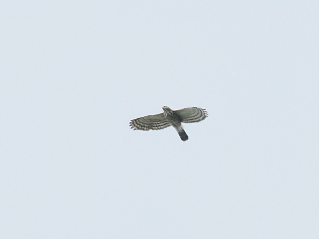 Crested Goshawk - ML643686349