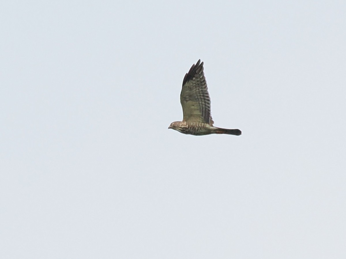 Chinese Sparrowhawk - ML643686350