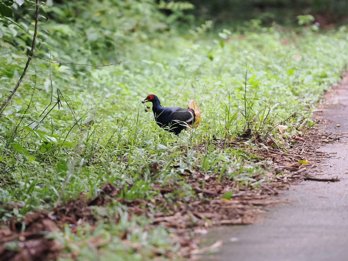Malayan Crestless Fireback - ML643686352