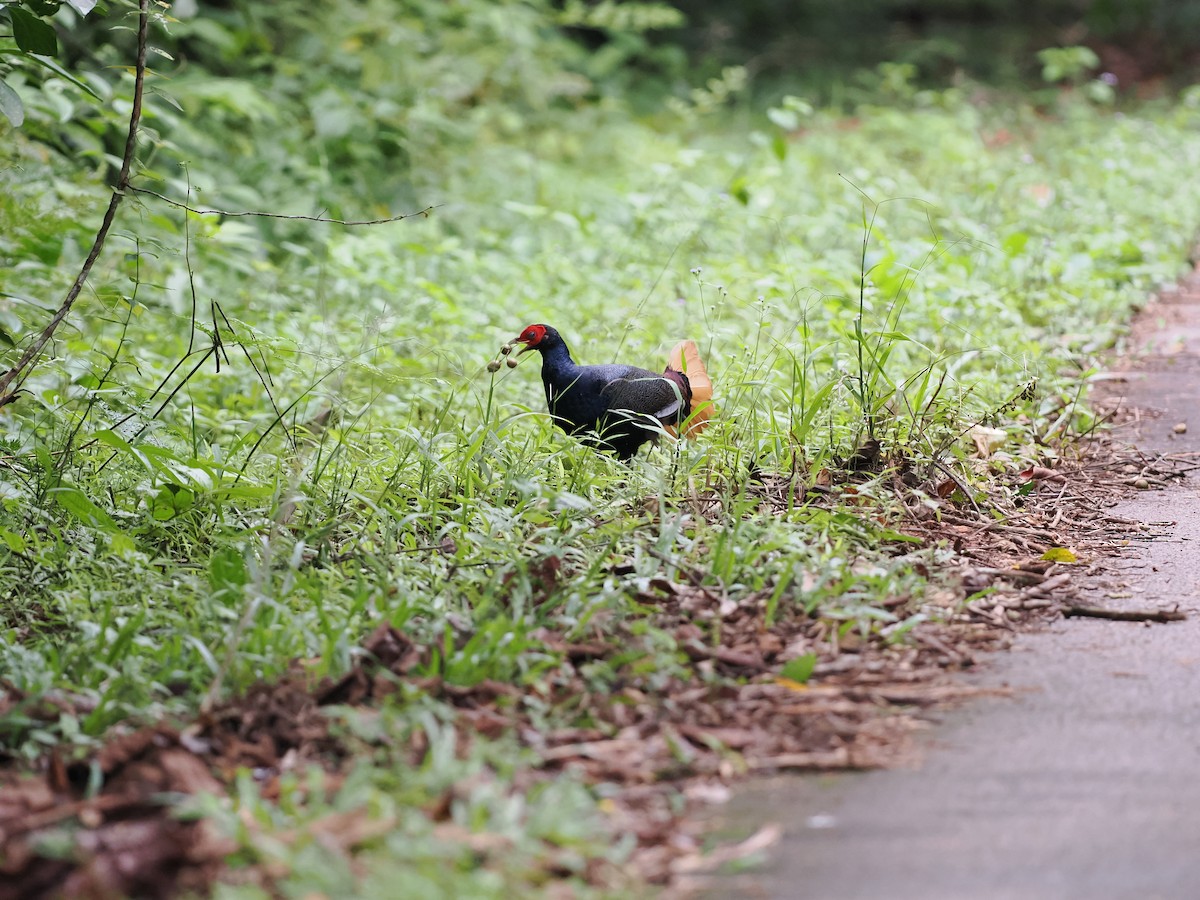 Malayan Crestless Fireback - ML643686353