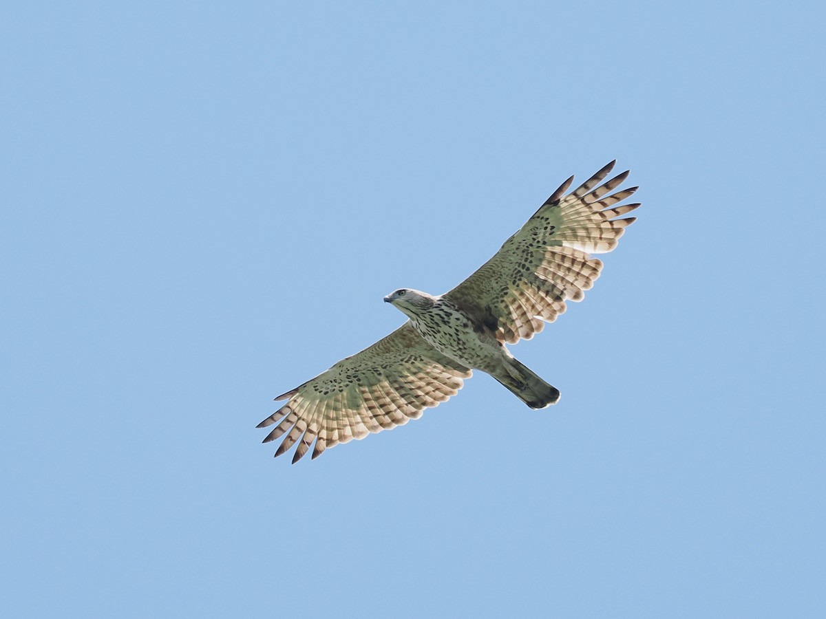 Changeable Hawk-Eagle - ML643686356