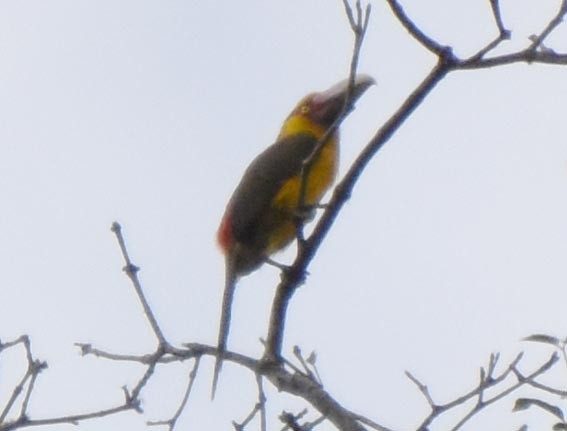 Saffron Toucanet - ML643686357