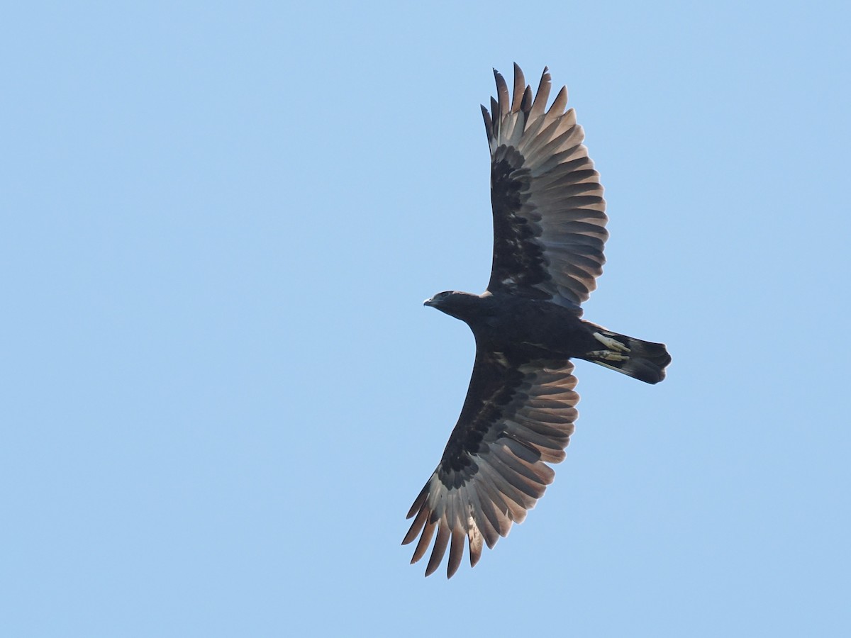Changeable Hawk-Eagle - ML643686358