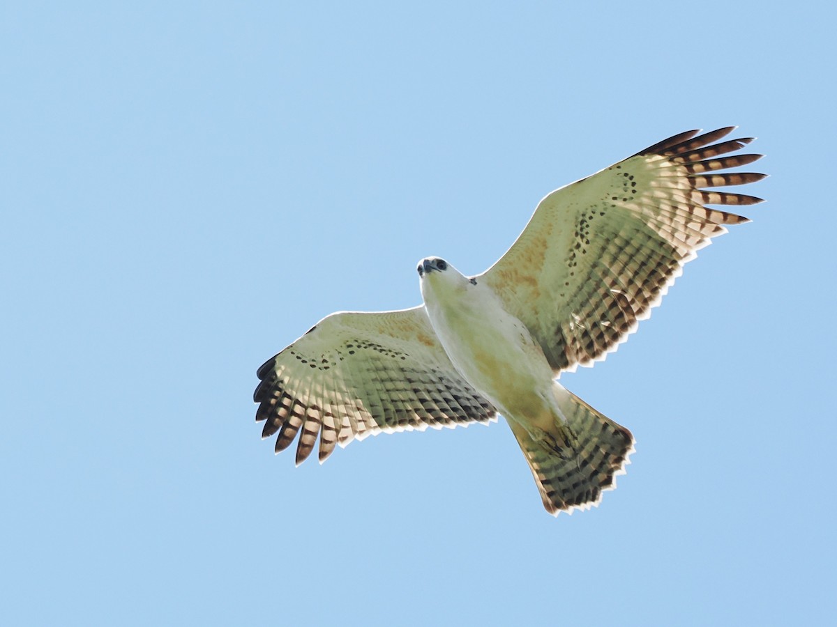 Changeable Hawk-Eagle - ML643686359