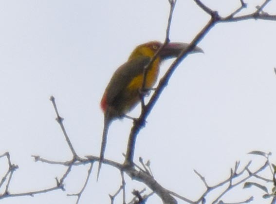 Saffron Toucanet - ML643686361
