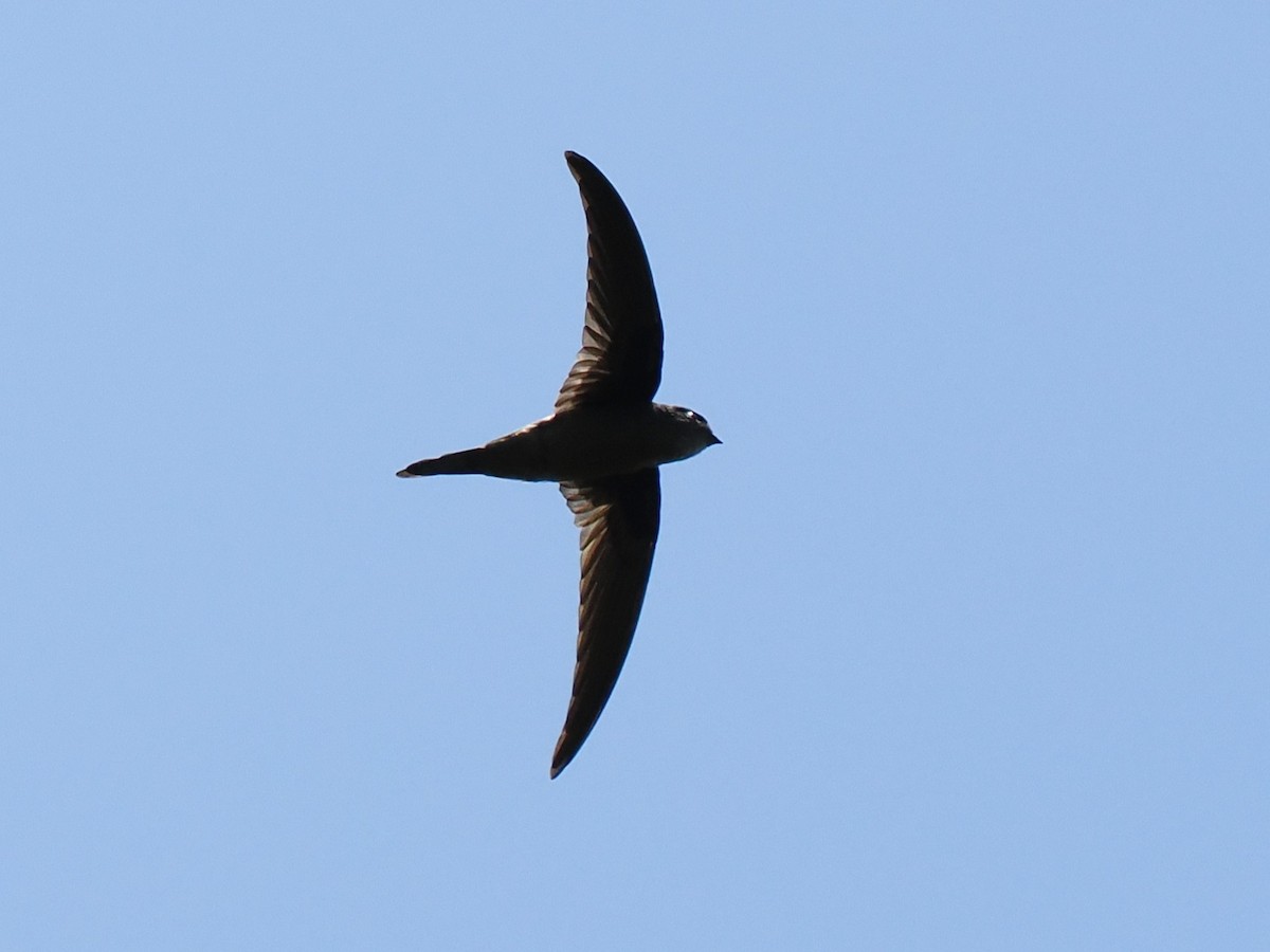 Asian Palm Swift - ML643686362